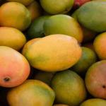 A Taste of Summer: Bangladeshi Mangoes in Season